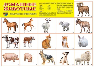 Плакат А2 "Домашние животные" 