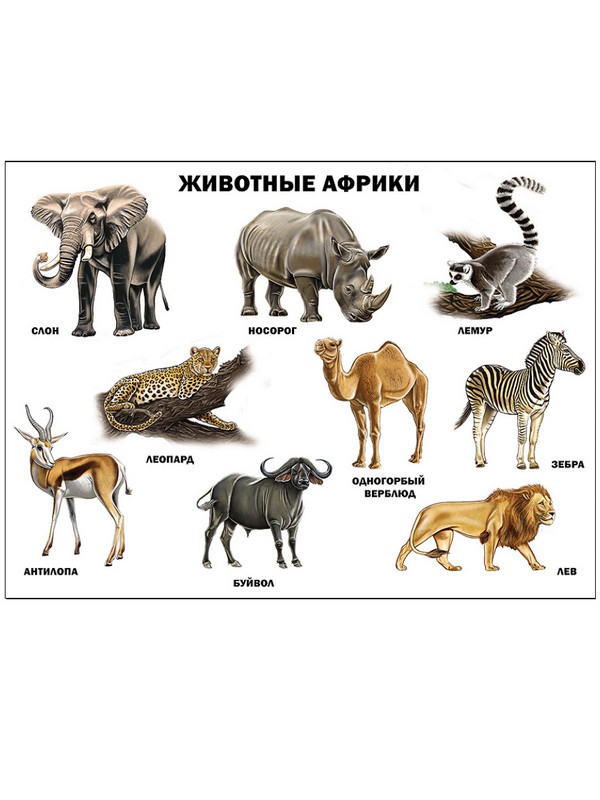 Плакат "Животные Африки"