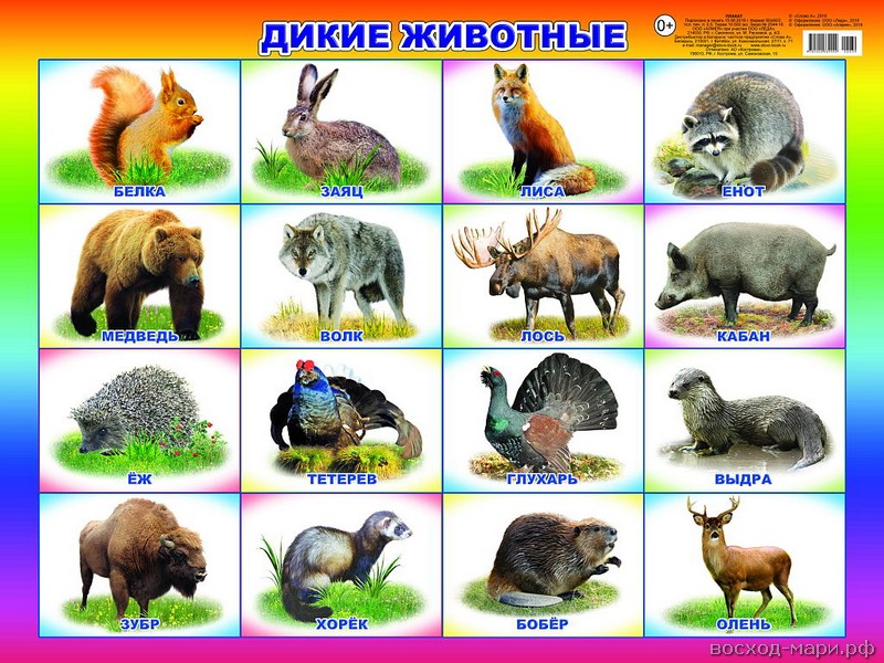 Плакат А2 "Дикие животные" 