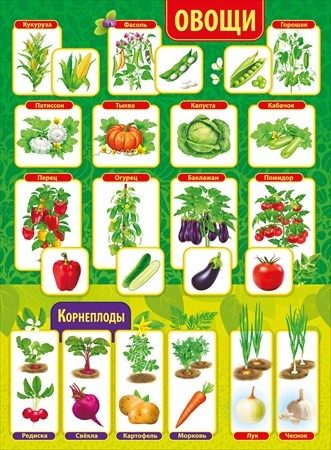 Плакат А2 "Овощи"
