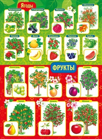Плакат А2 "Ягоды и фрукты"